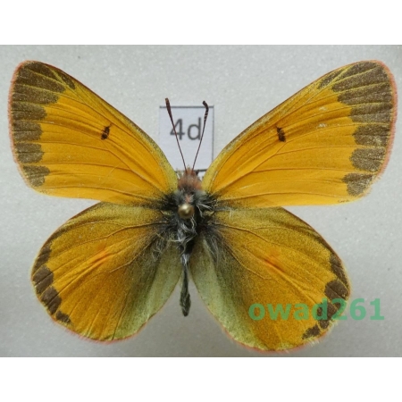 Colias canadensis Ferris, 1982 male Canada4d